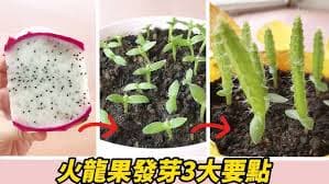 Dragon fruit cutting propagation process