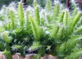 Young dragon fruit plant establishment
