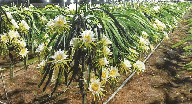 Yellow dragon fruit plant flowering stage